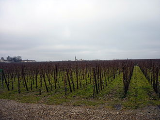 Pomerol vineyard